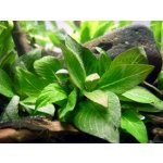 Hygrophila corymbosa dwarf mini – Zboží Dáma