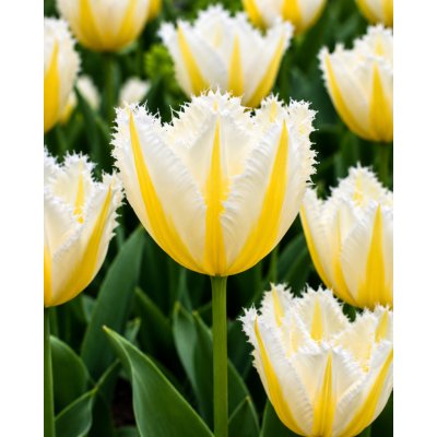 Tulipán 'Lemon beauty' 5 ks – Zboží Dáma