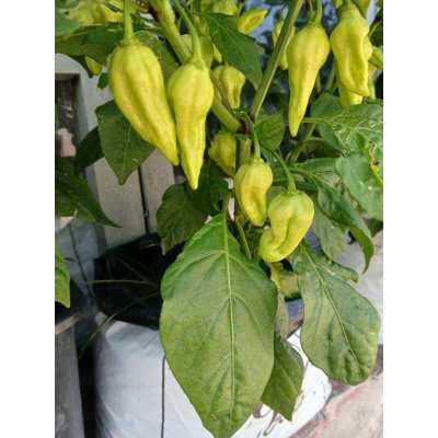 Cocomark GROWBAG Light Mix 5 kusů + 1 zdarma 20 l – Hledejceny.cz