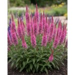 Rozrazil 'Veronica Rotfuchs' 1 ks – Sleviste.cz