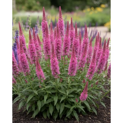 Rozrazil 'Veronica Rotfuchs' 1 ks – Sleviste.cz