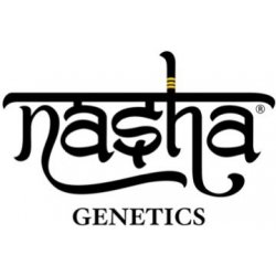 Nasha Genetics Zushlato semena neobsahují THC 10 ks