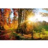 Tapety Dimex MS-5-0065 vliesová fototapeta na zeď Procházka lesem rozměry 375 x 250 cm