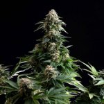 Kannabia Seeds Amnesia Dream XL semena neobsahují THC 1 ks – Hledejceny.cz