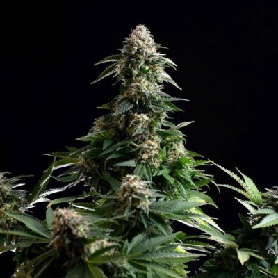 Kannabia Seeds Amnesia Dream XL semena neobsahují THC 1 ks – Hledejceny.cz