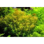 Didiplis diandra - Kalužník dvojmužný – Zboží Dáma