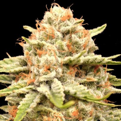 Advanced Seeds Garlicane semena neobsahují THC 3 ks – Zboží Mobilmania