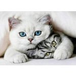 Norimpex Diamantové malování Kočičí tajemství 30 x 40 cm – Sleviste.cz