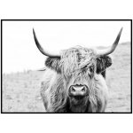 Jen tak z lásky Plakát Highland cattle Rozměr plakátu: 30 x 40 cm, Orientace plakátu: Na výšku – Hledejceny.cz