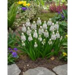 Modřenec 'Muscari Siberian Tiger' 10 ks – Zboží Dáma