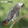 Kalendář African Greys, 30,5 x 30,5 (30,5 x 61) cm 2025