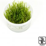 Tropica Taxiphyllum sp. Flame – Zboží Mobilmania