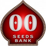 00 Seeds Bank Chocolate Cream semena neobsahují THC 5 ks – Zboží Dáma