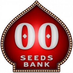 00 Seeds Bank Gorilla Fast semena neobsahují THC 3 ks