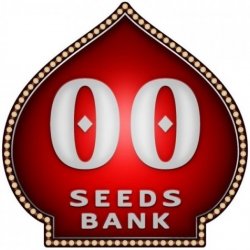 00 Seeds Bank AUTO Afghan Mass XXL semena neobsahují THC 5 ks