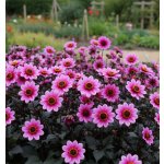 Jiřina 'Pretty Woman' 1 ks – Zboží Dáma