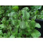 Grešík Máta kadeřavá list 50 g – Zboží Dáma