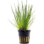 Eleocharis acicularis – Zboží Mobilmania