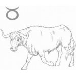 Býk – Zboží Dáma