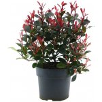 Blýskalka Fraserova Little Fenna květináč 2,3 litru – Zboží Dáma