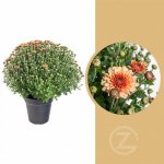 Chryzantéma, Chrysanthemum, kompaktní rostlina 30 - 35 cm, oranžová – Zboží Dáma