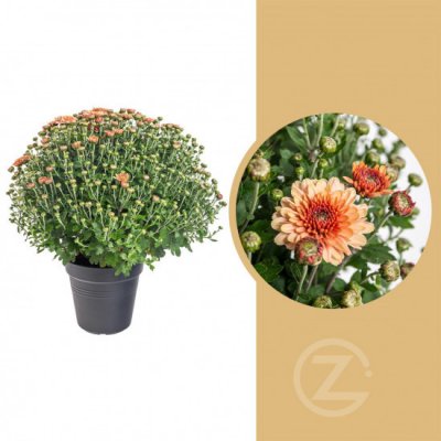 Chryzantéma, Chrysanthemum, kompaktní rostlina 30 - 35 cm, oranžová – Zbozi.Blesk.cz