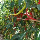 Paprika kozí roh Beros – Capsicum annuum – semena chilli – 15 ks