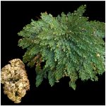 Růže z Jericha - Selaginella lepidophylla - cibule růže z jericha - 1 ks – Zboží Mobilmania