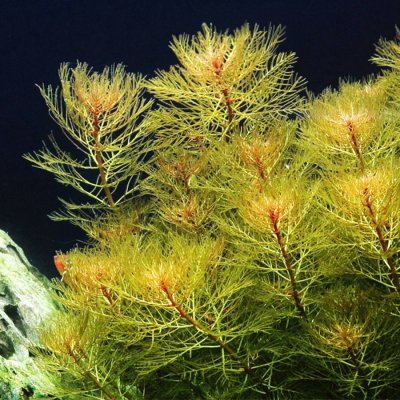 Myriophyllum tuberculatum – Sleviste.cz