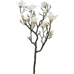 Magnolie - Magnolia větev 'Lisa' růžová / krémová 128 cm