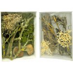 Lucky Reptile Deco Set Jungle – Hledejceny.cz