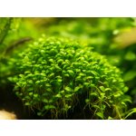 Glossostigma elatinoides - Glosostigma úporovitá – Zbozi.Blesk.cz