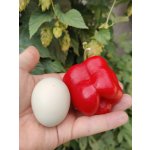 Semena De La Selva Rojo Arequipa – Zboží Mobilmania