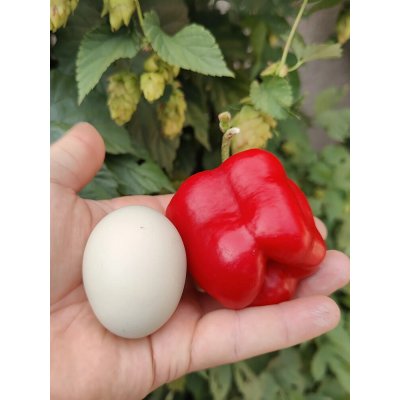 Semena De La Selva Rojo Arequipa – Zboží Mobilmania