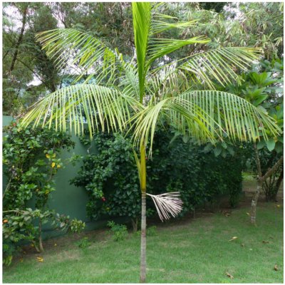 Palma Akaí - Euterpe oleracea - prodej semen - 2 ks
