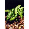 Akvarijní rostlina I--Z Syngonium albolineatum