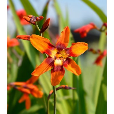 Montbrécie Emily Mckenzie - Crocosmia - hlízy montbrécie - 4 ks