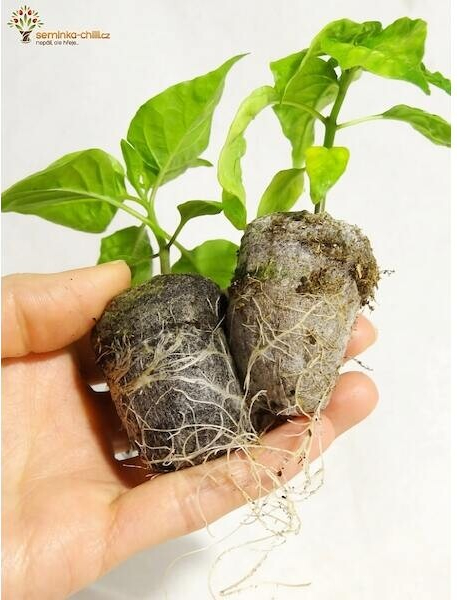 Rašelinové tablety JIFFY