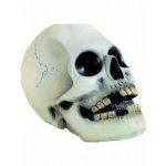 Trixie lidská lebka 15 cm – Zboží Mobilmania