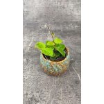 Hoya Mathilde mini – Zbozi.Blesk.cz