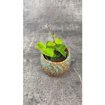 Hoya Mathilde mini – Zbozi.Blesk.cz