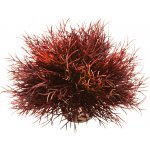 BiOrb Sea lilies karmínová 11 cm – Hledejceny.cz