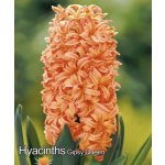 Hyacint 'Gipsy Queen' 3 ks – Hledejceny.cz