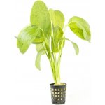 Echinodorus Ozelot Green – Zboží Mobilmania