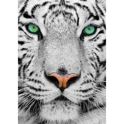 Enjoy Bílý sibiřský tygr 1000 dílků