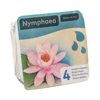 Nymphaea ‘Attraction’ – blistr – Sleviste.cz