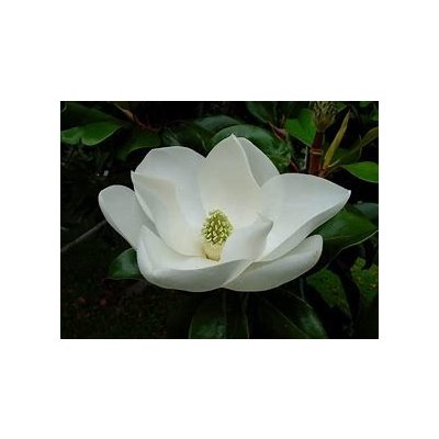 TrigonMedia Magnolia aroma esenciální vonný olej 10 ml – Zbozi.Blesk.cz