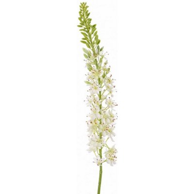 Eremurus/liliochvostec drobné bílé květy 47ks, 89 pupenů, 106cm