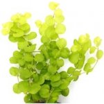 Lysimachia nummularia aurea – Zboží Dáma