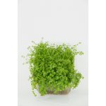 Hemianthus micranthemoides – Sleviste.cz